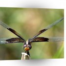 Dragonfly Wings A1 Xlarge Canvas