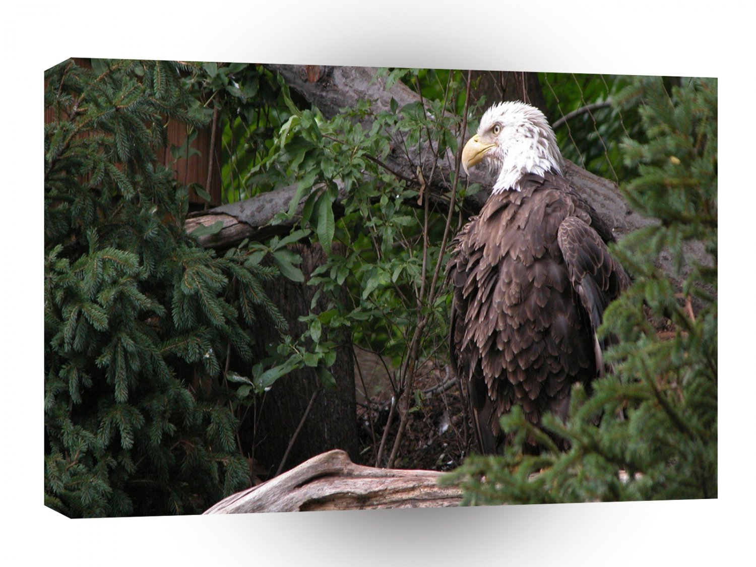 Eagle Bald Brown A1 Xlarge Canvas