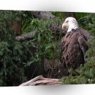 Eagle Bald Brown A1 Xlarge Canvas