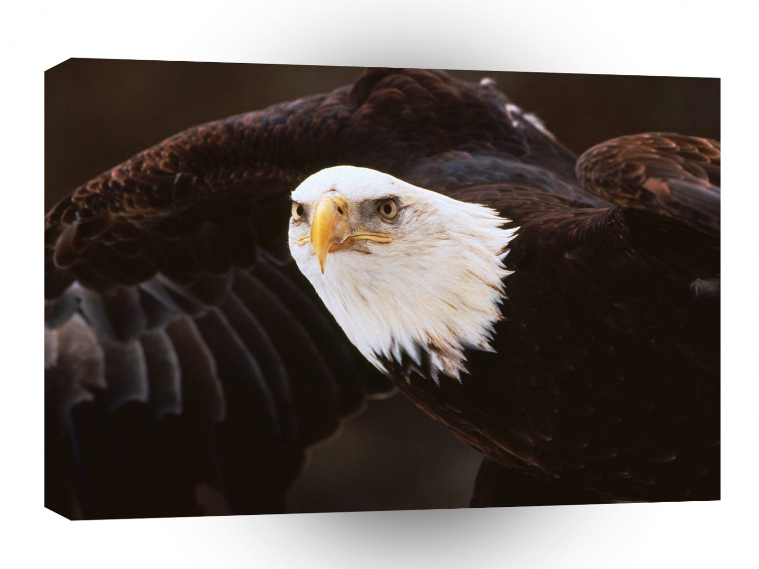 Eagle Bald Central Minnesota A1 Xlarge Canvas