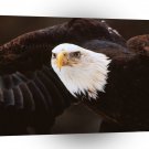 Eagle Bald Central Minnesota A1 Xlarge Canvas
