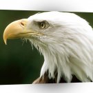 Eagle Bald Montana A1 Xlarge Canvas