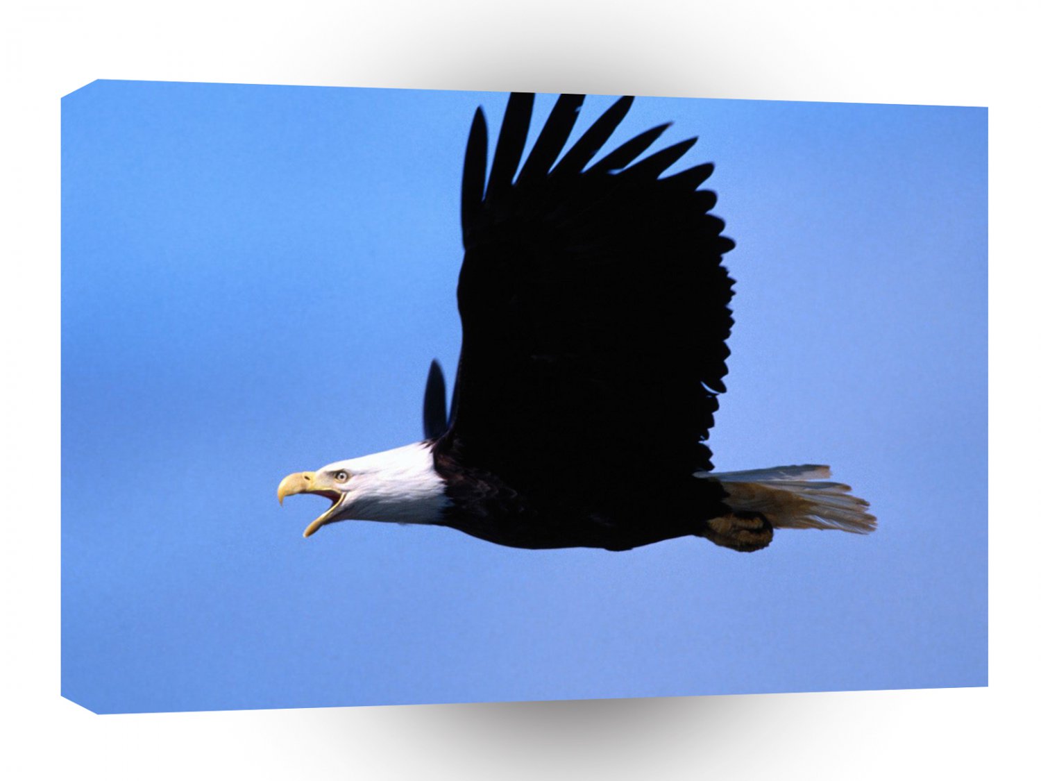 Eagle Call Wild Bald A1 Xlarge Canvas