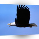 Eagle Call Wild Bald A1 Xlarge Canvas