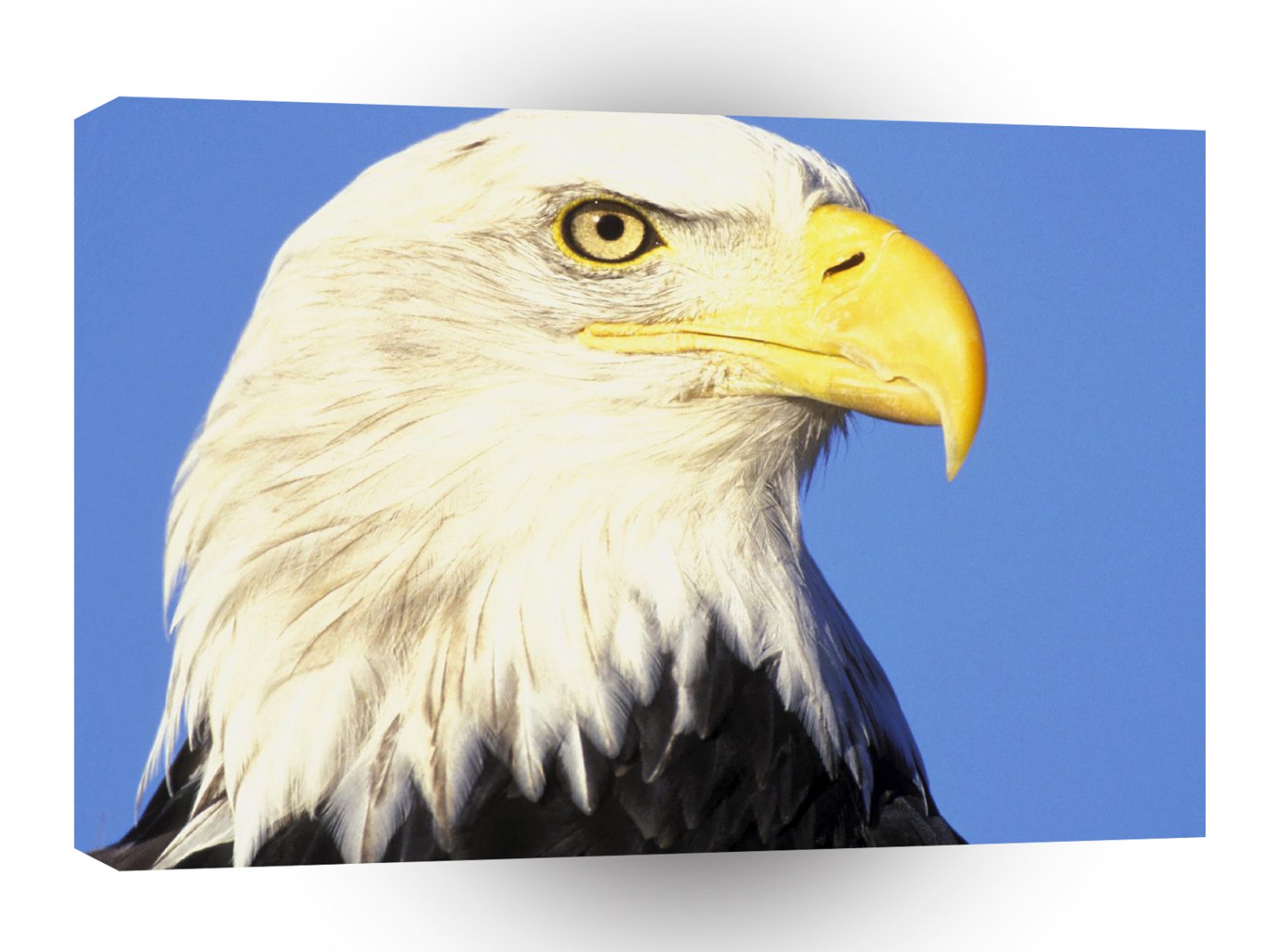Eagle Enduring Look A1 Xlarge Canvas