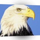 Eagle Enduring Look A1 Xlarge Canvas