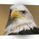 Eagle Eyes Freedom Bald Alaska A1 Xlarge Canvas