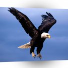 Eagle Fearsome Flight Bald A1 Xlarge Canvas