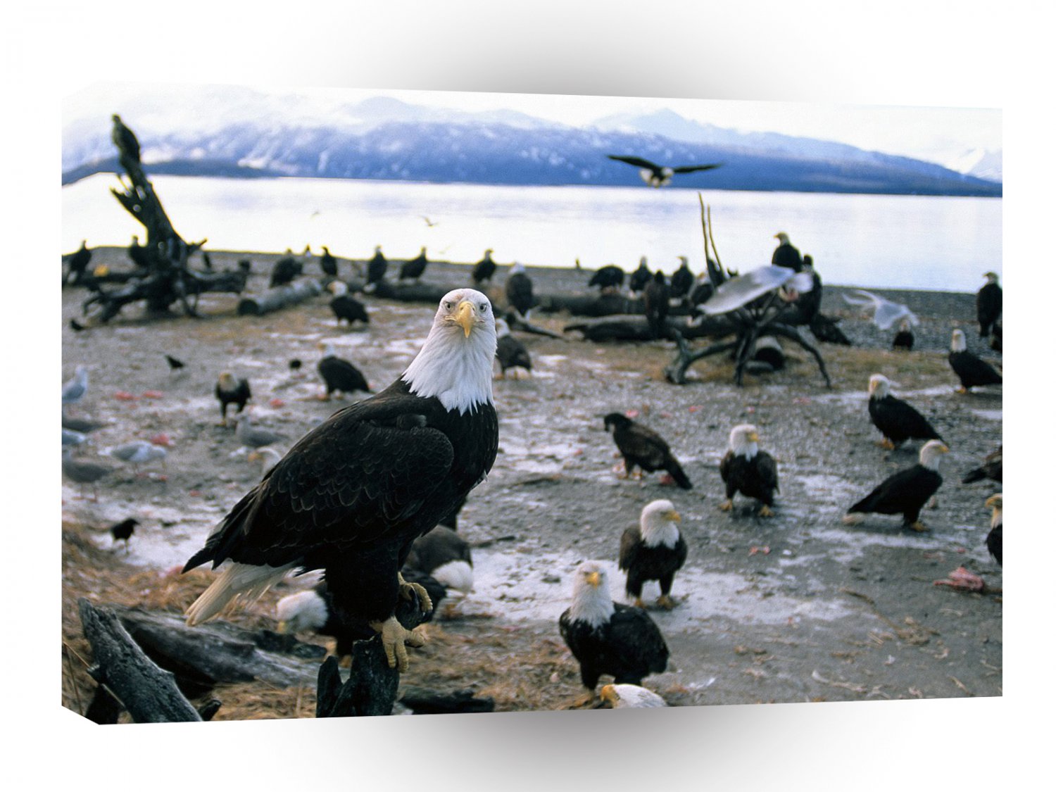 Eagle Forward Thinking Bald Alaska A1 Xlarge Canvas