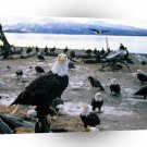 Eagle Forward Thinking Bald Alaska A1 Xlarge Canvas