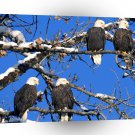 Eagle Foura Kind Bald Alaska A1 Xlarge Canvas