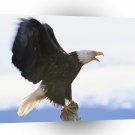 Eagle Full Extension Bald Alaska A1 Xlarge Canvas