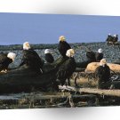 Eagle Governors Ball Bald Alaska A1 Xlarge Canvas