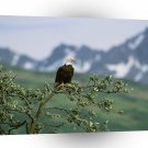 Eagle Guard Bald Alaska A1 Xlarge Canvas