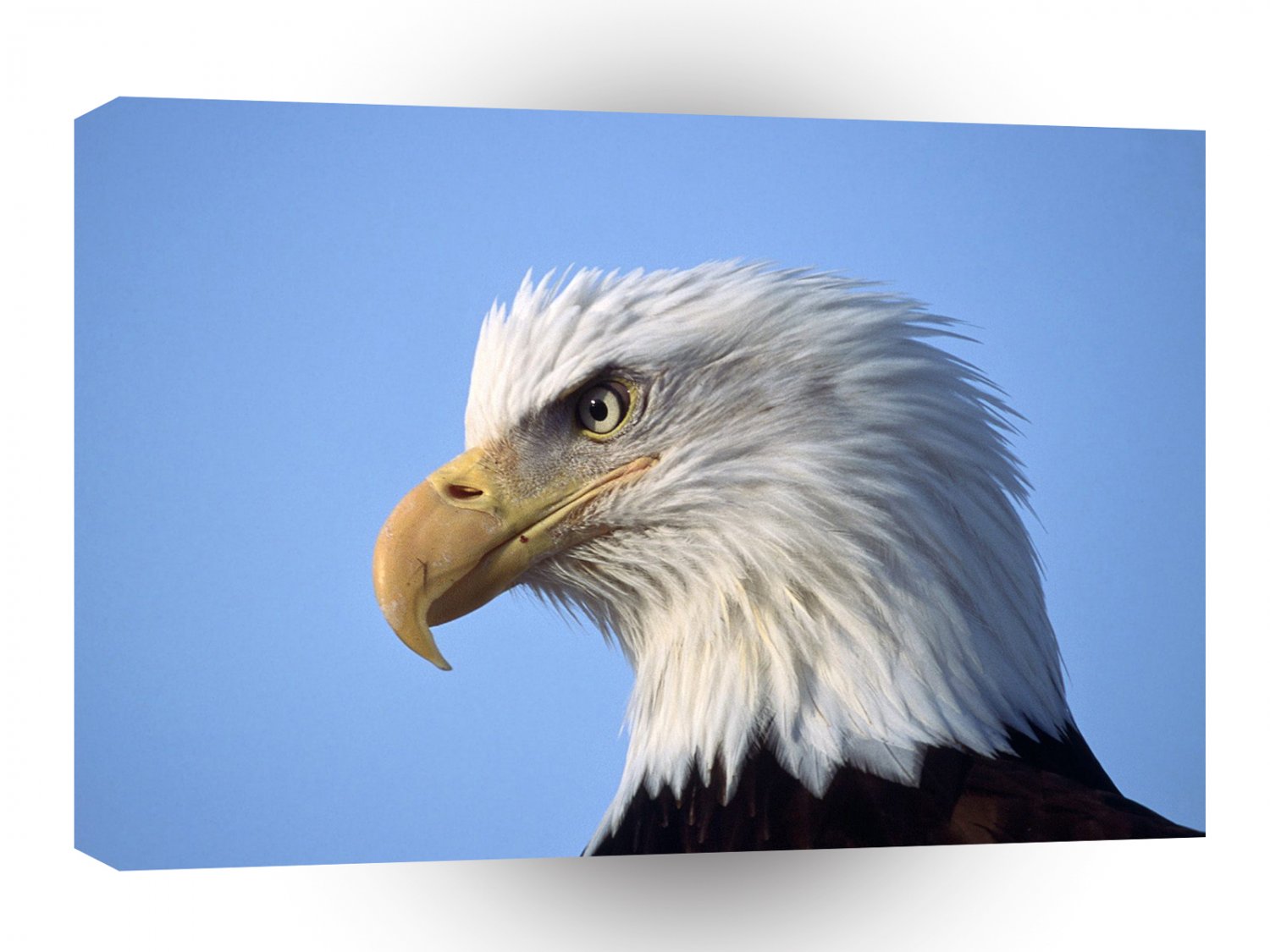 Eagle Looking Ahead A1 Xlarge Canvas