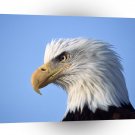 Eagle Looking Ahead A1 Xlarge Canvas