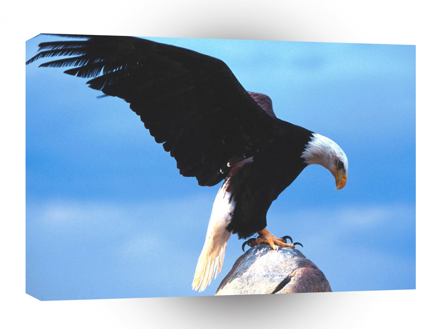 Eagle Messenger Bald A1 Xlarge Canvas