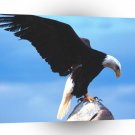 Eagle Messenger Bald A1 Xlarge Canvas
