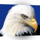Eagle Noble Lead Bald A1 Xlarge Canvas