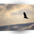 Eagle Soaring Free Bald Alaska A1 Xlarge Canvas
