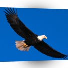 Eagle Soaring High A1 Xlarge Canvas