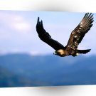 Eagle Soaring High Golden A1 Xlarge Canvas