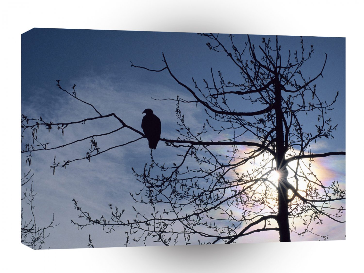 Eagle Sunset Perch Bald A1 Xlarge Canvas