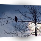 Eagle Sunset Perch Bald A1 Xlarge Canvas