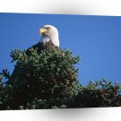 Eagle View From Top Bald Alaska A1 Xlarge Canvas