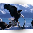 Eagle Wings Extended Bald A1 Xlarge Canvas