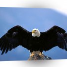Eagle Wingspan Bald A1 Xlarge Canvas
