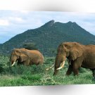 Elephant African A1 Xlarge Canvas