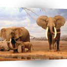 Elephant Are We There Yet A1 Xlarge Canvas