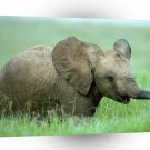 Elephant Baby African A1 Xlarge Canvas