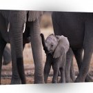 Elephant Baby Of The Herd A1 Xlarge Canvas