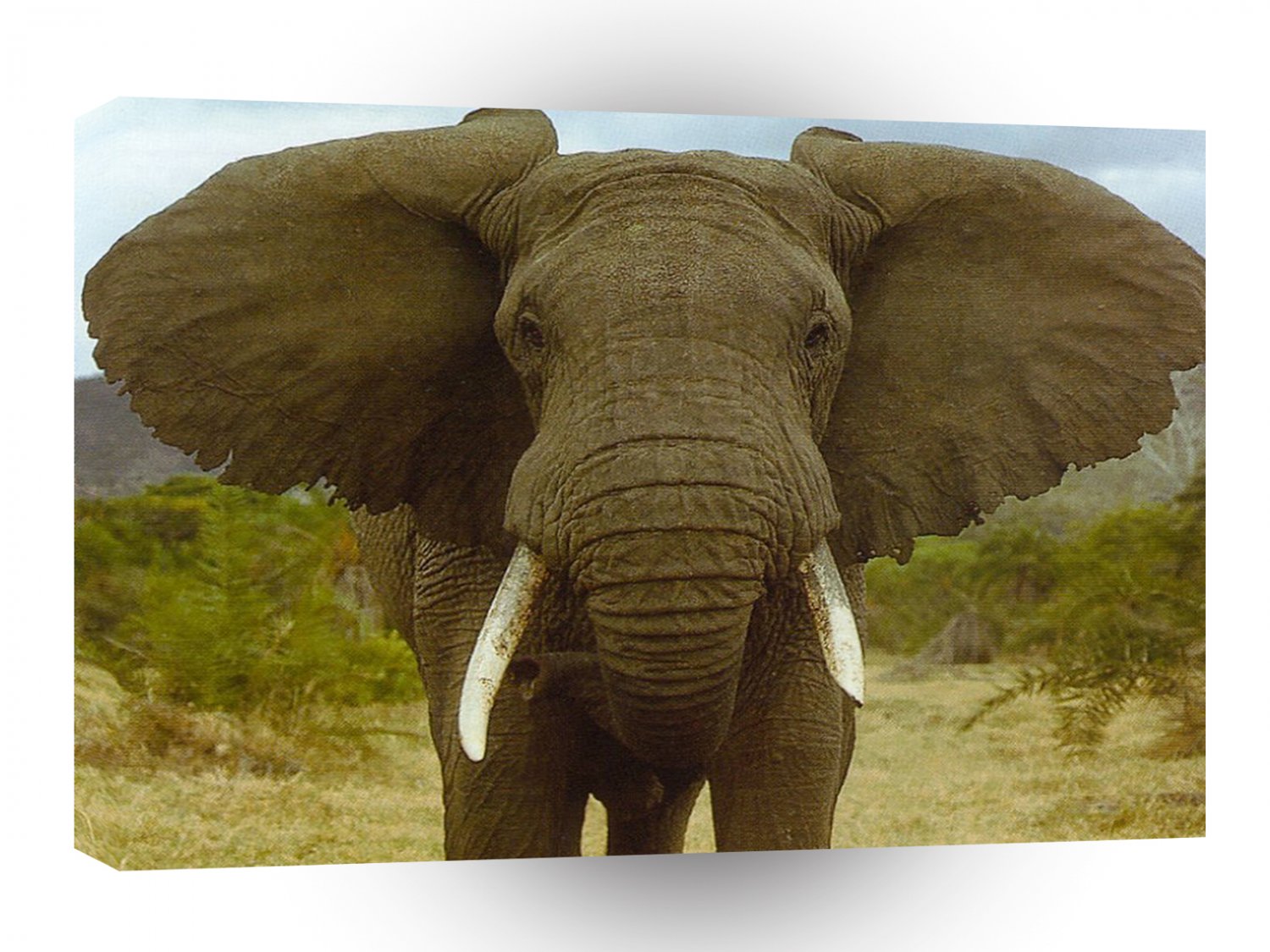 Elephant Face On A1 Xlarge Canvas