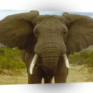 Elephant Face On A1 Xlarge Canvas