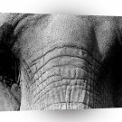 Elephant Gray Wrinkles A1 Xlarge Canvas