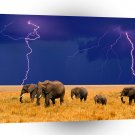 Elephant In An Approaching Storm A1 Xlarge Canvas