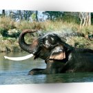Elephant Refresher Indian A1 Xlarge Canvas