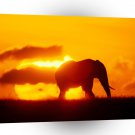 Elephant Solitary Splendor A1 Xlarge Canvas
