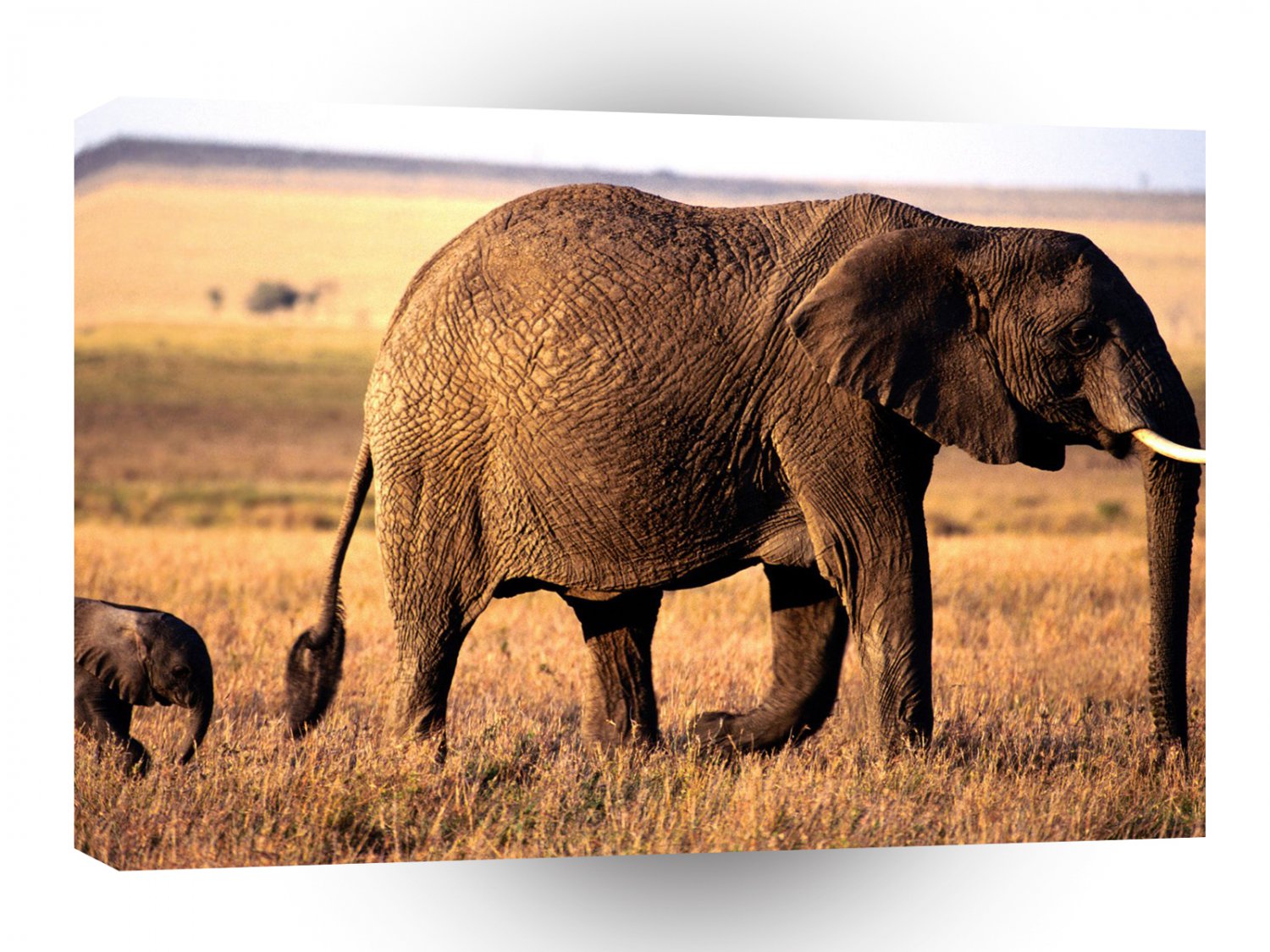 Elephant Tagging Along A1 Xlarge Canvas