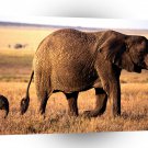 Elephant Tagging Along A1 Xlarge Canvas