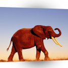 Elephant Walking Morning Light A1 Xlarge Canvas