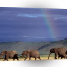 Elephant Walking Rainbow Sky Kenya A1 Xlarge Canvas