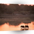 Elephants Romance In The Wild A1 Xlarge Canvas