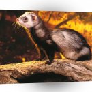 Ferret As Good As Gold A1 Xlarge Canvas