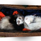 Ferret Slumber Party A1 Xlarge Canvas