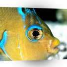 Fish Atlantic Blue Angelfish A1 Xlarge Canvas