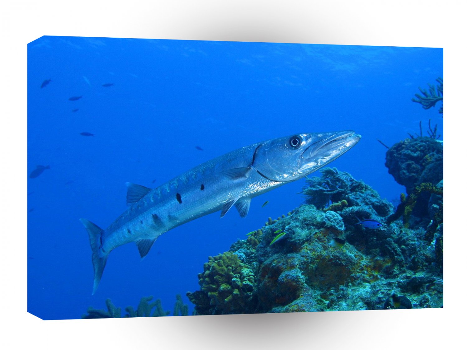 Fish Barracuda Bahama Reef A1 Xlarge Canvas